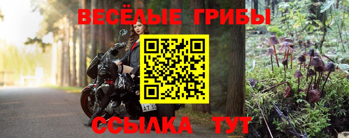 Галлюциногенные грибы Psilocybine cubensis Саратов